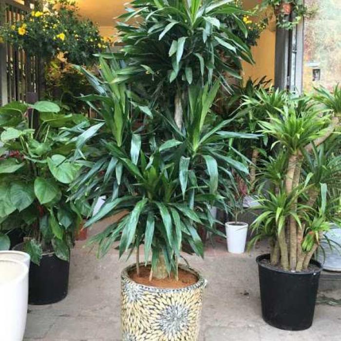 Bật mí về ý nghĩa của cây Thanh Lan trong cuộc sống