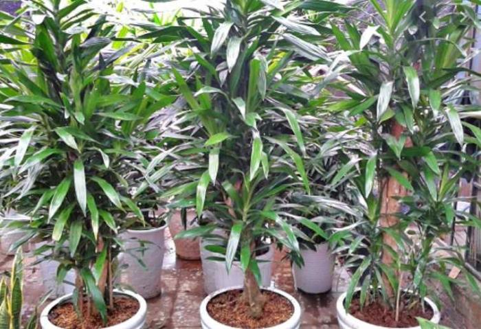 Bật mí về ý nghĩa của cây Thanh Lan trong cuộc sống