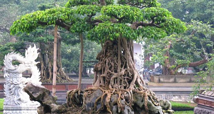 Cây sanh có ý nghĩa gì trong Phong Thủy?