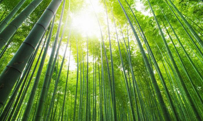 ý nghĩa tượng trưng của cây trúc trong phong thủy