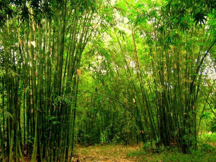 ý nghĩa tượng trưng của cây trúc trong phong thủy