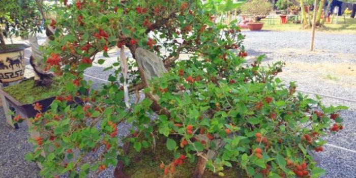 Cây dâu tằm có thực sự có tác dụng trừ tà?