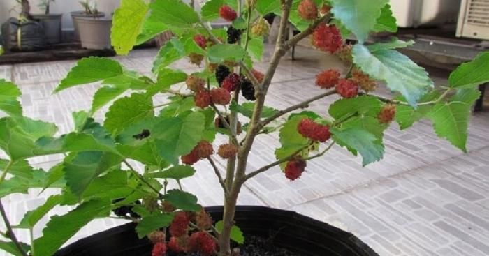 Cây dâu tằm có thực sự có tác dụng trừ tà?