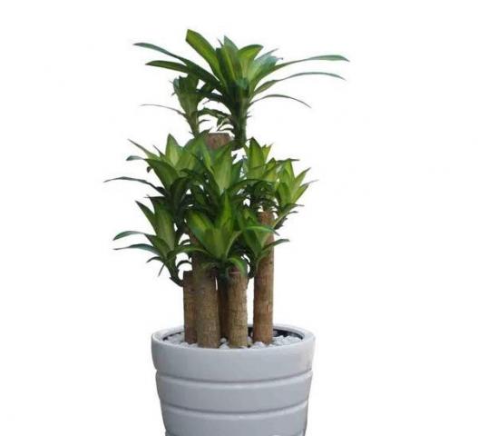 Bật mí về ý nghĩa của cây Thanh Lan trong cuộc sống