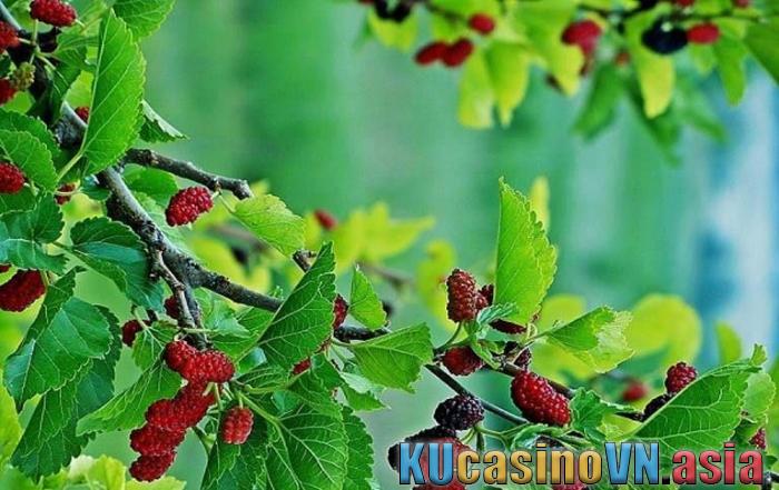 Cây dâu tằm trừ tà