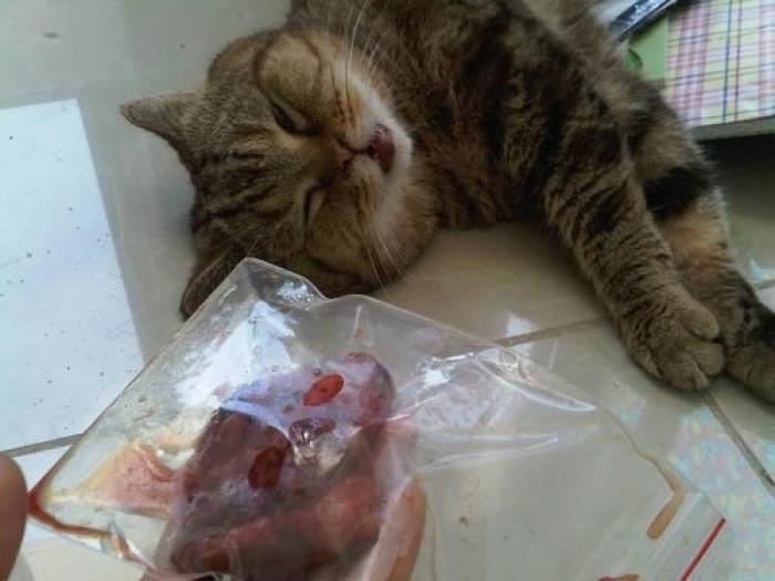 Chức năng của nhau thai mèo là gì? Nó thực sự có thể mang lại may mắn?