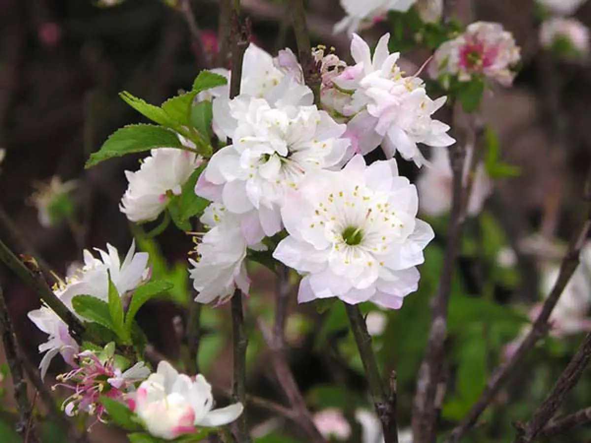 Cây hạnh có ý nghĩa gì? Người đàn ông cam chịu nào?