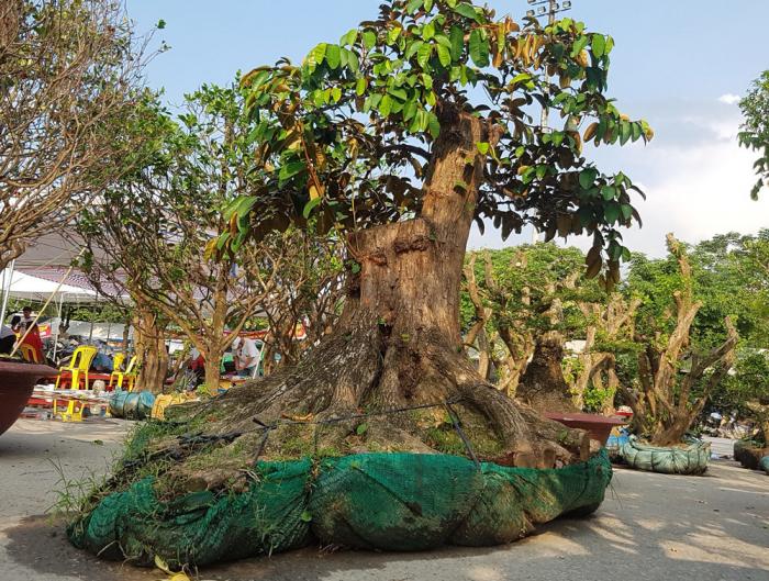 Xem hàm ý cây sưa trong phong thủy