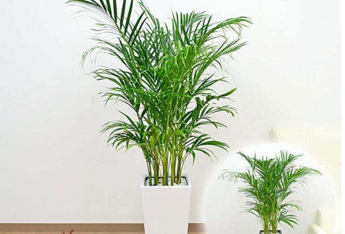 Ăn trầu của người Nhật phù hợp với độ tuổi nào? lệnh nào?