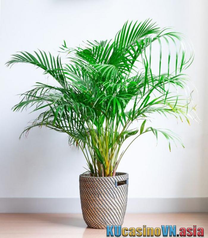 Cây cau nhật bản