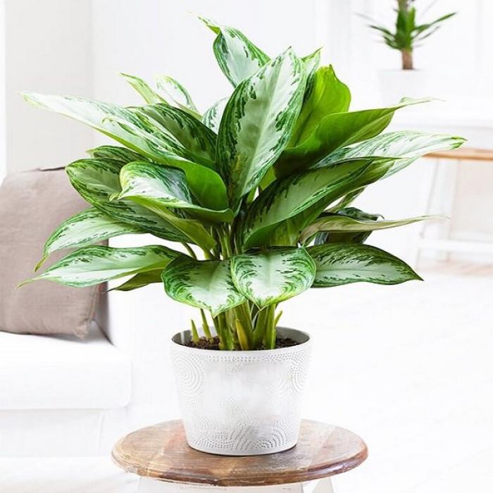 Hoàng tử quyến rũ - bao nhiêu tuổi?