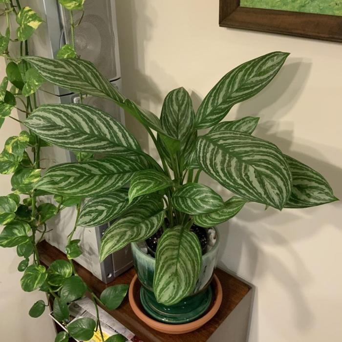 Hoàng tử quyến rũ - bao nhiêu tuổi?