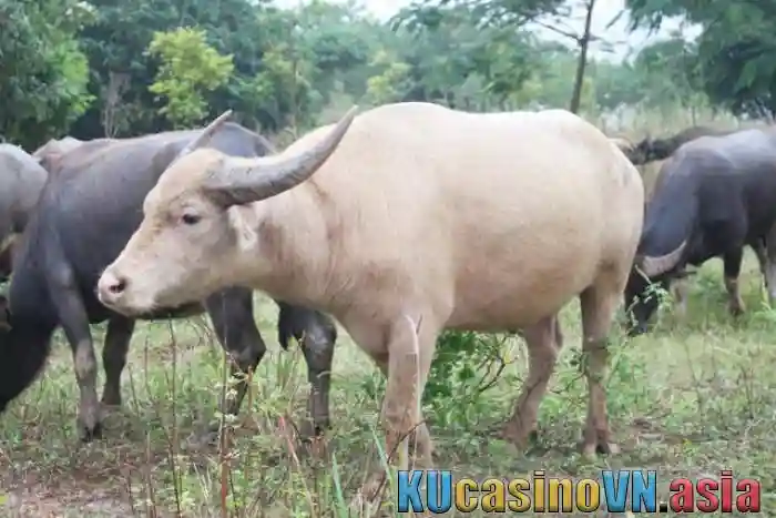 trừ ta ma bằng da trâu