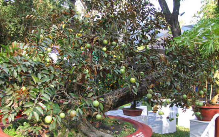 Xem hàm ý cây sưa trong phong thủy