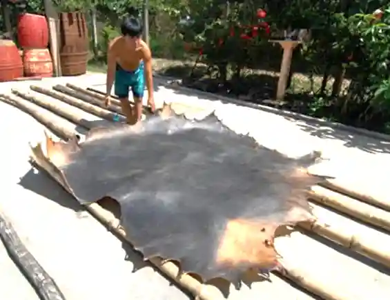 Da trâu có thực sự có tác dụng trừ tà?