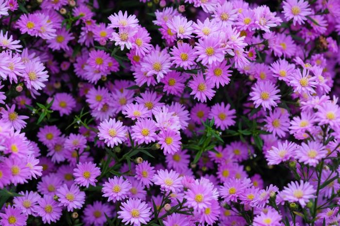 Thạch Thảo nghĩa là gì? Tại sao hoa được gọi là thiên thần 429875951