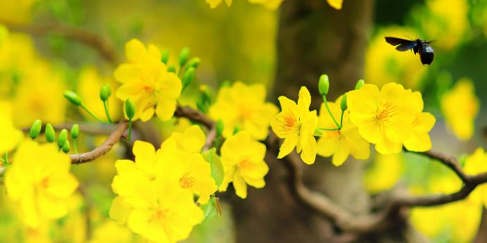 Ý nghĩa phong thủy của cây ngân hạnh