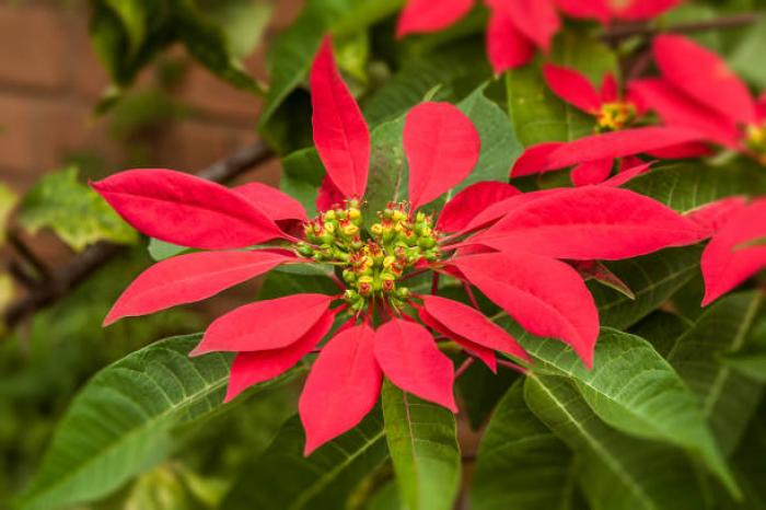 Ý nghĩa phong thủy của trạng nguyên