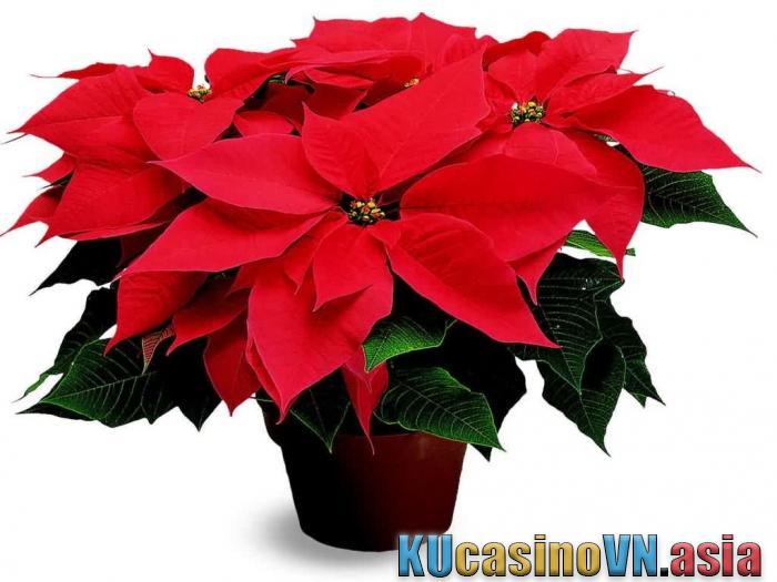 cây hoa trạng nguyên