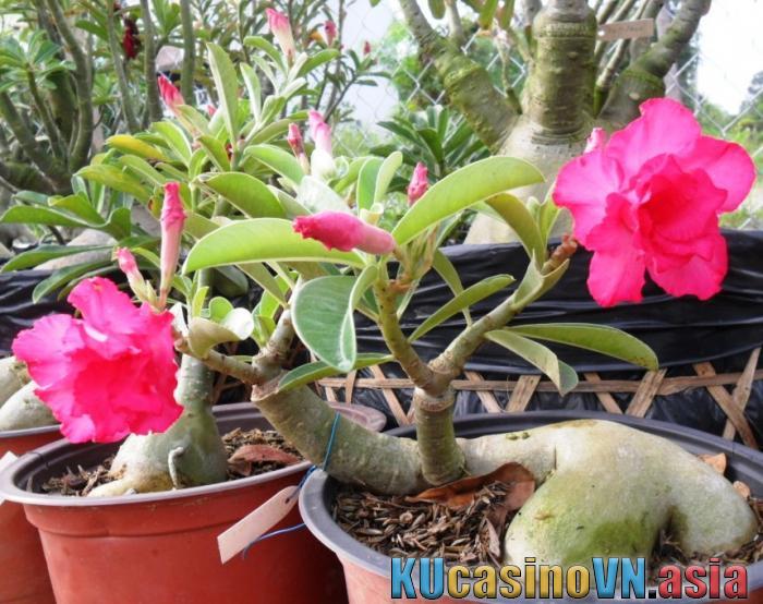 Khám phá ý nghĩa phong thủy của cây hoa sứ