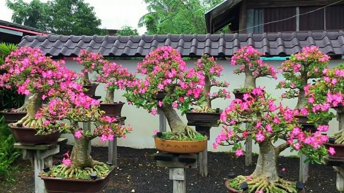 Khám phá ý nghĩa phong thủy của cây hoa sứ