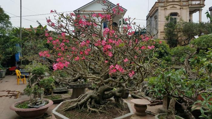 Khám phá ý nghĩa phong thủy của cây hoa sứ