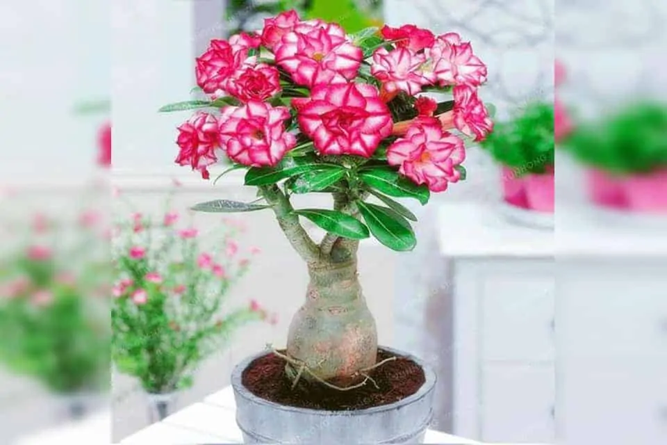 Khám phá ý nghĩa phong thủy của cây hoa sứ