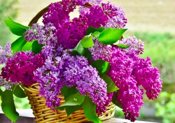 Mọi thông tin về đinh hương