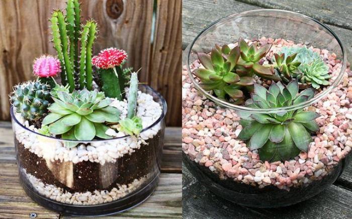 Khám phá ý nghĩa của cây mọng nước trong cuộc sống hiện nay