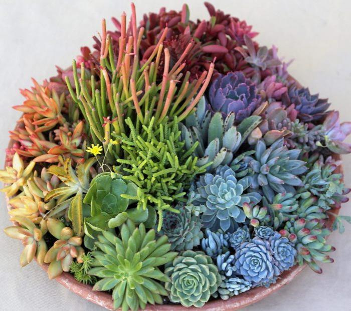 Khám phá ý nghĩa của cây mọng nước trong cuộc sống hiện nay