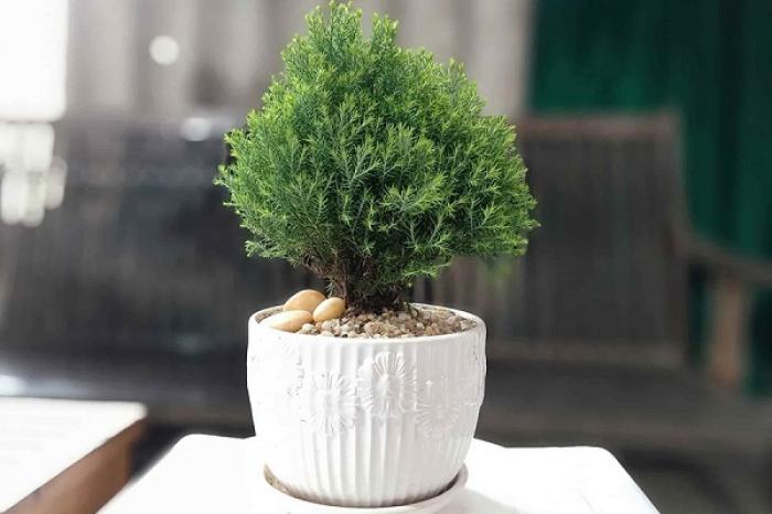 Khám phá ý nghĩa sâu xa của cây tuyết tùng