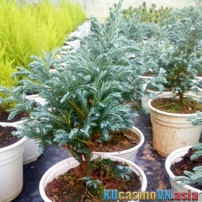 phong thủy cây Tuyết tùng