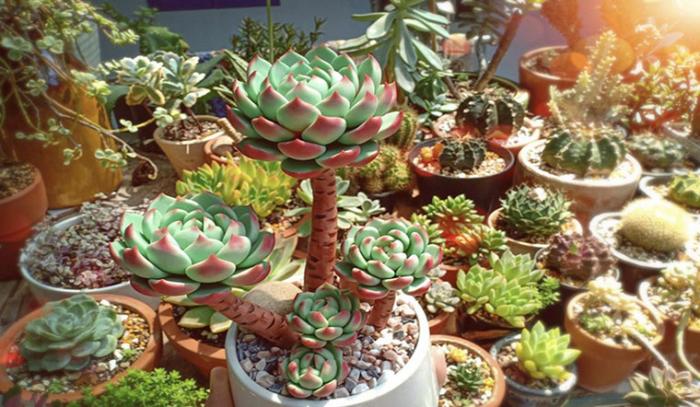 Khám phá ý nghĩa của cây mọng nước trong cuộc sống hiện nay