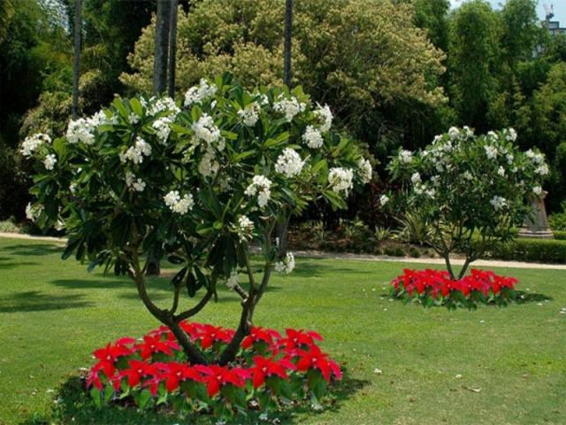 Khám phá ý nghĩa phong thủy của cây hoa sứ