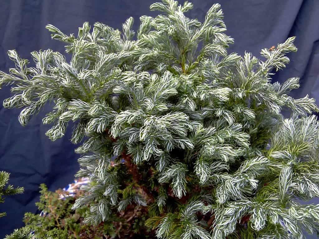 Khám phá ý nghĩa sâu xa của cây tuyết tùng