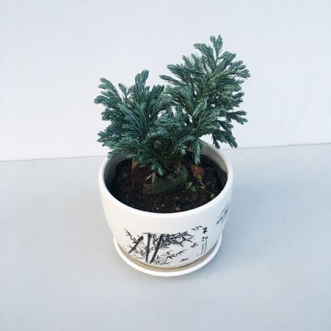 Khám phá ý nghĩa sâu xa của cây tuyết tùng